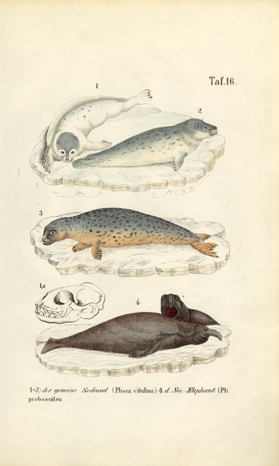 Foca-do-porto e elefante-marinho de J. W. Tenhaeff