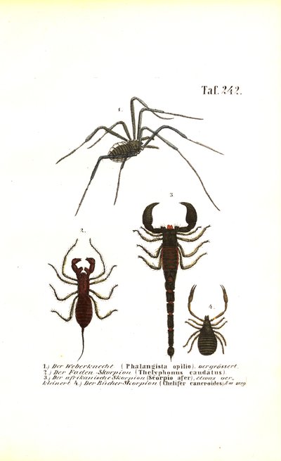 Colheitadeira e Escorpiões de J. W. Tenhaeff