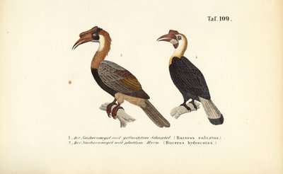 Hornbills do Sudeste Asiático de J. W. Tenhaeff