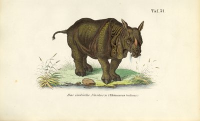 Rinoceronte indiano de J. W. Tenhaeff
