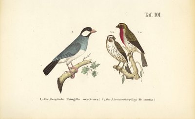 Pardal de Java e pintassilgo comum de J. W. Tenhaeff