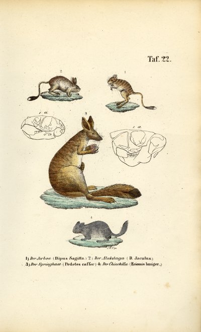 Roedores saltadores de J. W. Tenhaeff