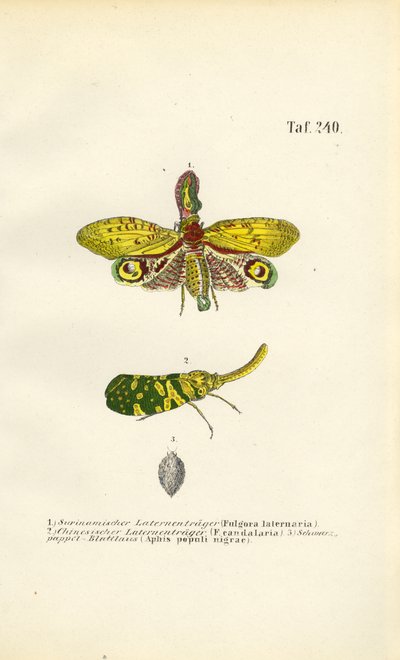 Mosca-das-lanternas e pulgão do choupo de J. W. Tenhaeff