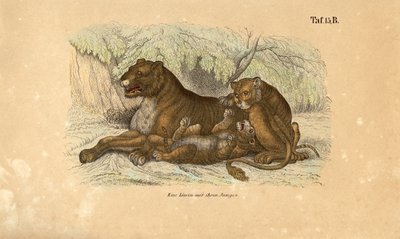 Leoa com os seus filhotes de J. W. Tenhaeff
