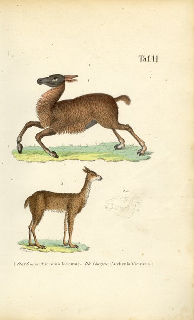 Lhama e Vicunha de J. W. Tenhaeff