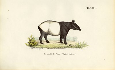 Anta da Malaia de J. W. Tenhaeff