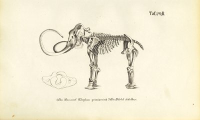 Esqueleto de mamute de J. W. Tenhaeff