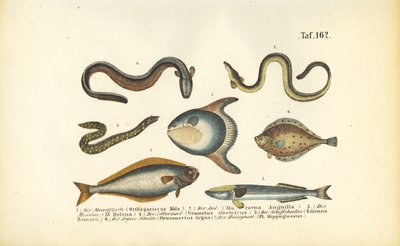 Peixes marinhos e enguias de J. W. Tenhaeff