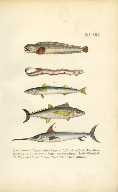 Peixes marinhos das águas europeias de J. W. Tenhaeff