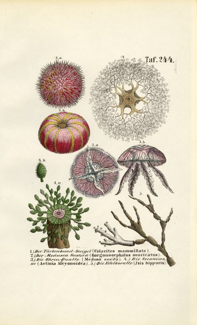 Invertebrados marinhos e Cnidários de J. W. Tenhaeff