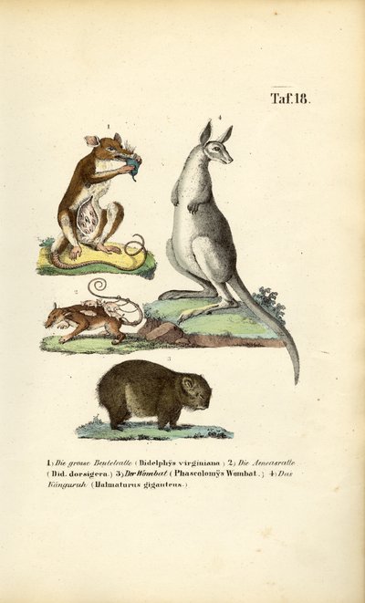 Marsupiais da América e da Austrália de J. W. Tenhaeff