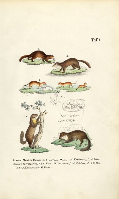 Espécie de marta com ilustração de crânio de J. W. Tenhaeff