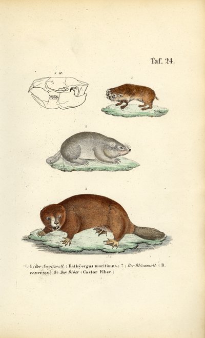 Ratos-toupeira e castores de J. W. Tenhaeff