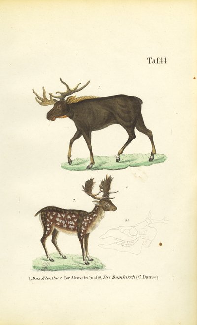 Alce e gamo de J. W. Tenhaeff