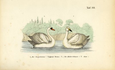 Cisne mudo e cisne bravo de J. W. Tenhaeff