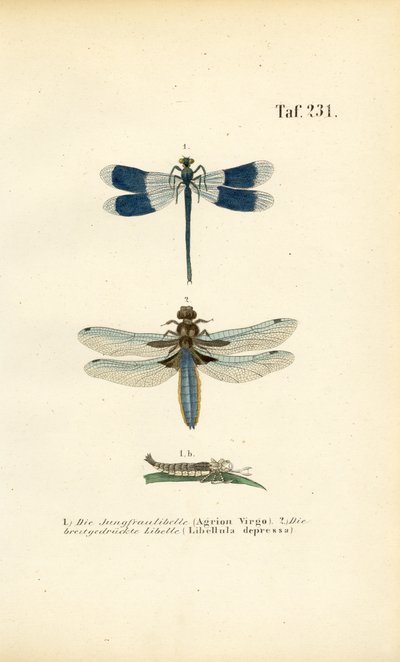Espécies de libélulas nativas com desenvolvimento larvar de J. W. Tenhaeff
