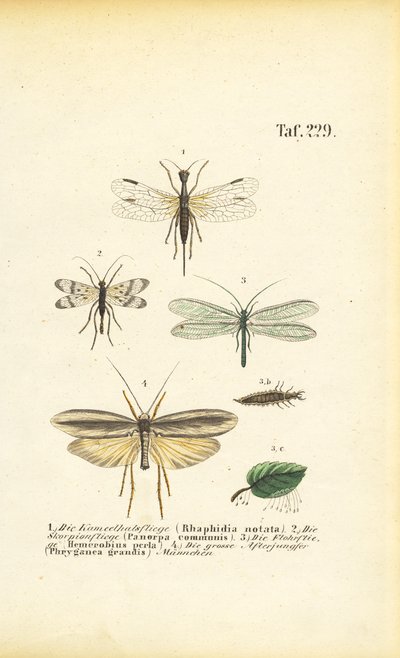 Neuropteros e seus estágios de desenvolvimento de J. W. Tenhaeff