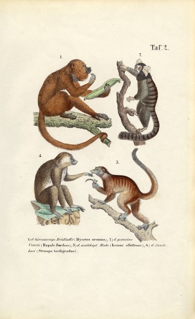 Macacos e lémures do Novo Mundo de J. W. Tenhaeff