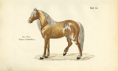 Cavalo nobre de J. W. Tenhaeff
