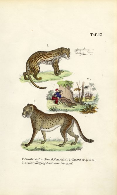 Caça à jaguatirica, à chita e ao guepardo de J. W. Tenhaeff