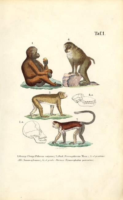 Macacos do Velho Mundo: Orangotango, Macaque, Macaco e Babuíno de J. W. Tenhaeff