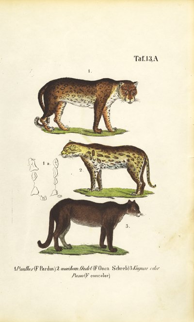 Pantera, Jaguar e Puma de J. W. Tenhaeff