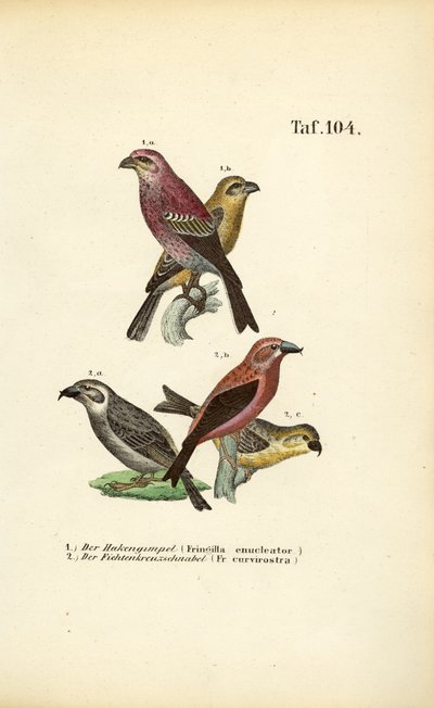 Bico-de-papagaio e bico-de-papagaio-vermelho de J. W. Tenhaeff