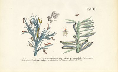 Larvas de mosca-serra do pinheiro e seu desenvolvimento de J. W. Tenhaeff