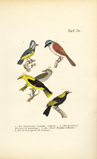 Picanço-de-dorso-vermelho, Picanço-máscarado, Papa-moscas-dourado e Pássaro-regente de J. W. Tenhaeff