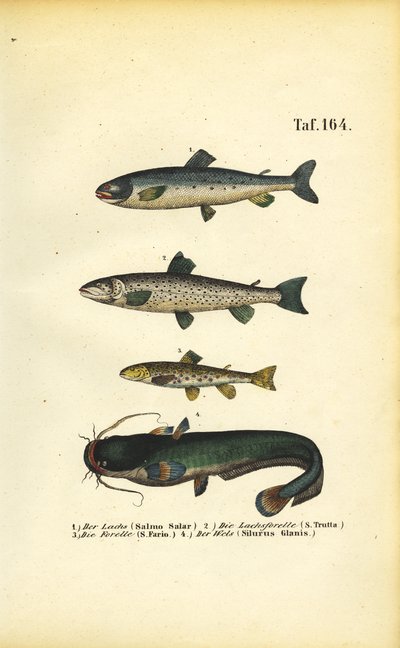 Salmão, truta e peixe-gato de J. W. Tenhaeff