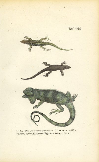 Lagartos de areia e iguanas verdes de J. W. Tenhaeff