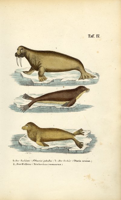 Leão-marinho, foca-comum e morsa de J. W. Tenhaeff