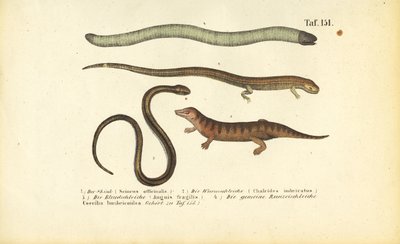 Calango, Calango cilíndrico, Verme lento e Caeciliano de J. W. Tenhaeff