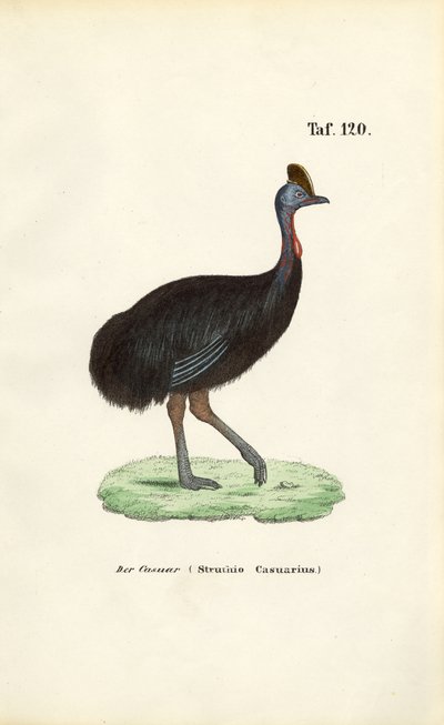 Cassowary do Sul de J. W. Tenhaeff