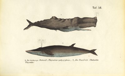 Cachalote e baleia-comum de J. W. Tenhaeff