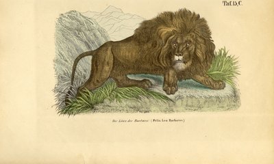 O Leão da Barbária de J. W. Tenhaeff