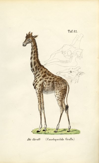 A Girafa de J. W. Tenhaeff