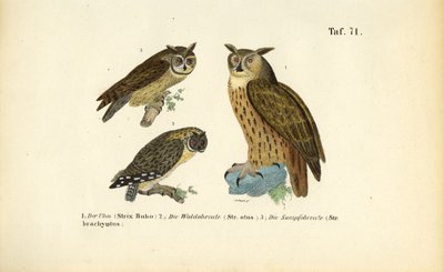 Três espécies de corujas com tufos auriculares de J. W. Tenhaeff