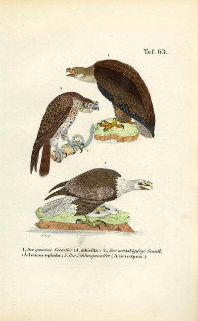 Três espécies de águias marinhas de J. W. Tenhaeff