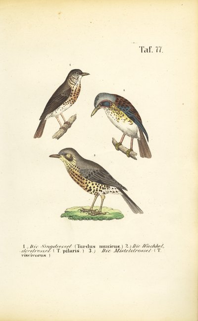 Três espécies de tordos de J. W. Tenhaeff