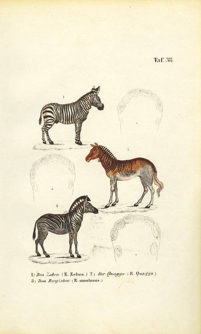 Três espécies de zebra de J. W. Tenhaeff