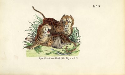 Tigres, machos e fêmeas de J. W. Tenhaeff