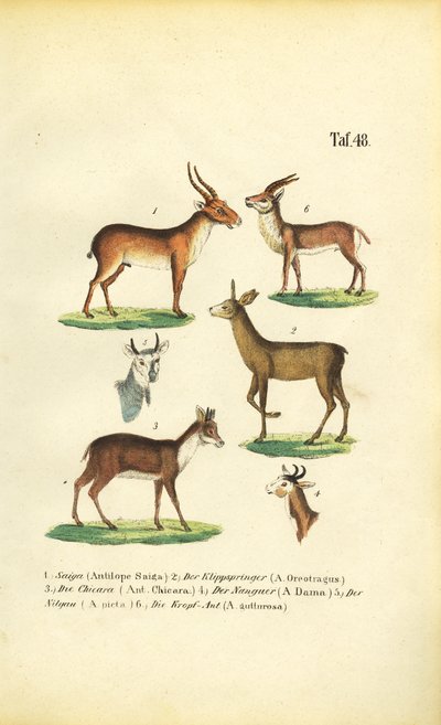 Várias espécies de antílopes de J. W. Tenhaeff