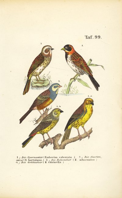 Várias espécies de búteos de J. W. Tenhaeff