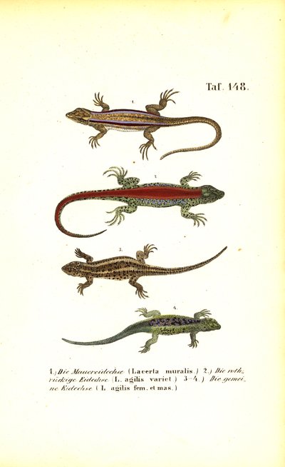 Várias espécies de lagartos europeus de J. W. Tenhaeff