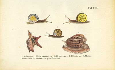 Vários caracóis terrestres e marinhos de J. W. Tenhaeff
