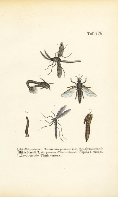 Vários mosquitos e mosquitos com as suas fases de desenvolvimento de J. W. Tenhaeff