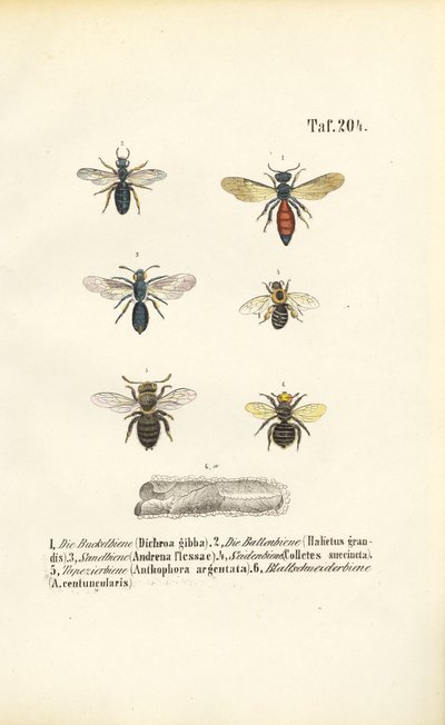 Várias espécies de abelhas selvagens da Europa Central de J. W. Tenhaeff