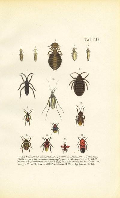 Vários parasitas e insectos verdadeiros de J. W. Tenhaeff