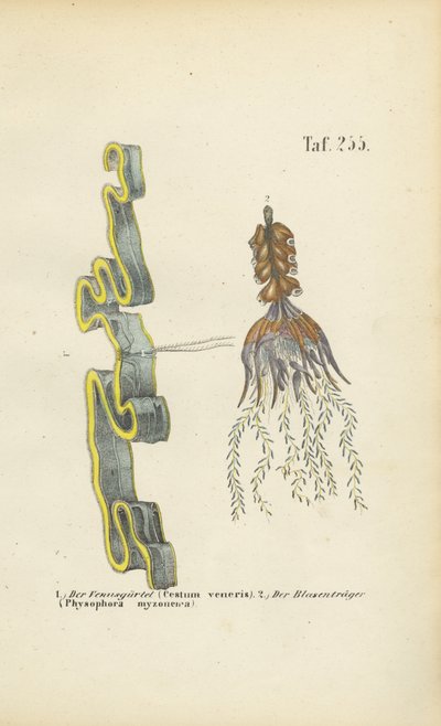 Cinta de Vénus e Erva de Bexiga de J. W. Tenhaeff